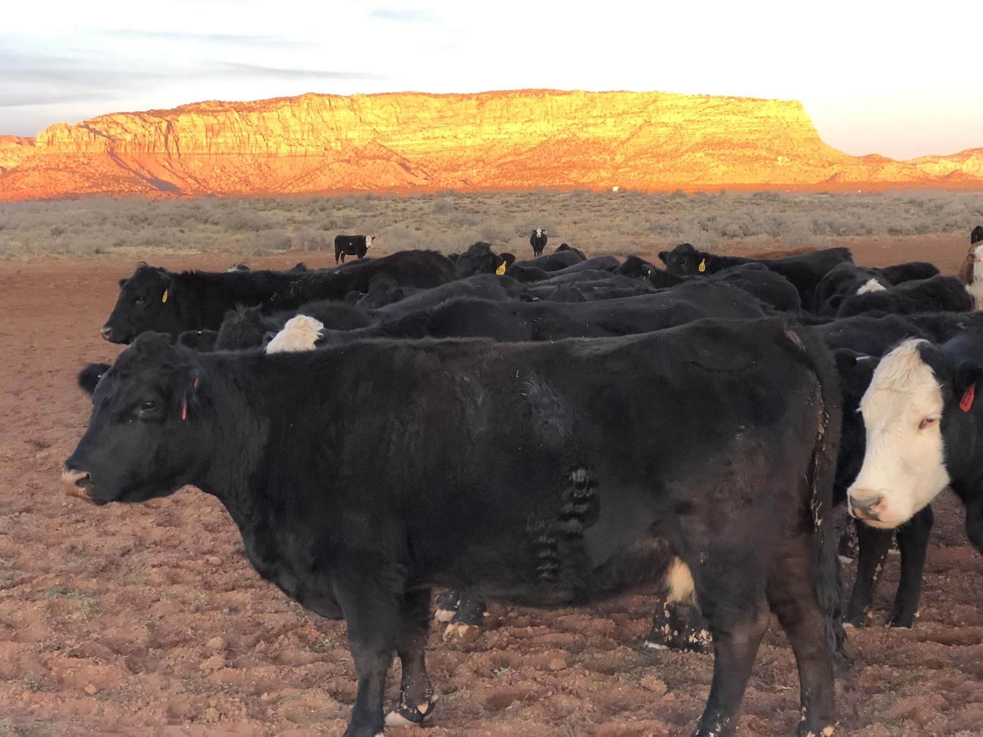 Black Angus cattle on Utah rangeland at sunset, red mesa in background