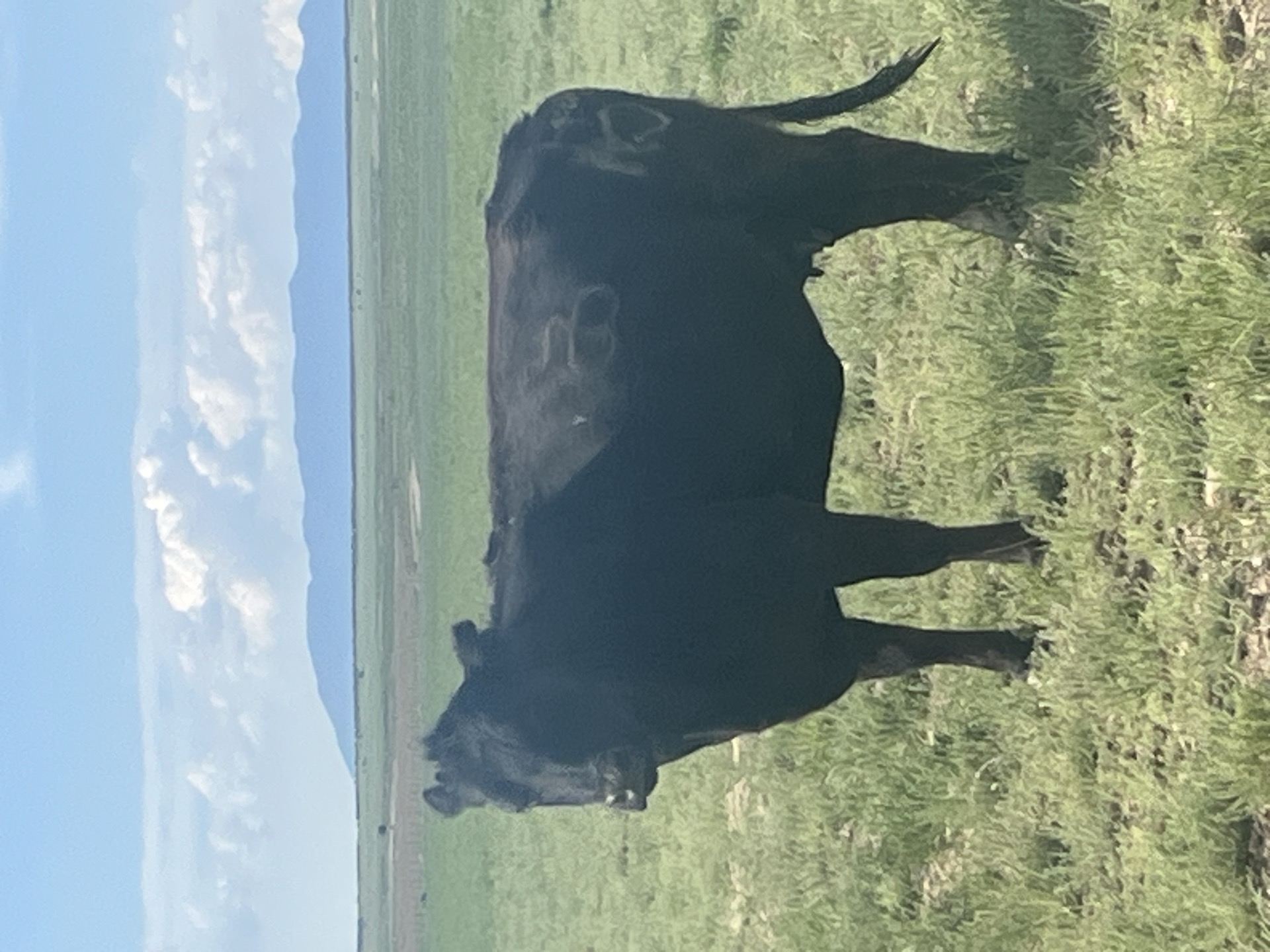 Black Angus grazing on open rangeland near Jericho, Utah