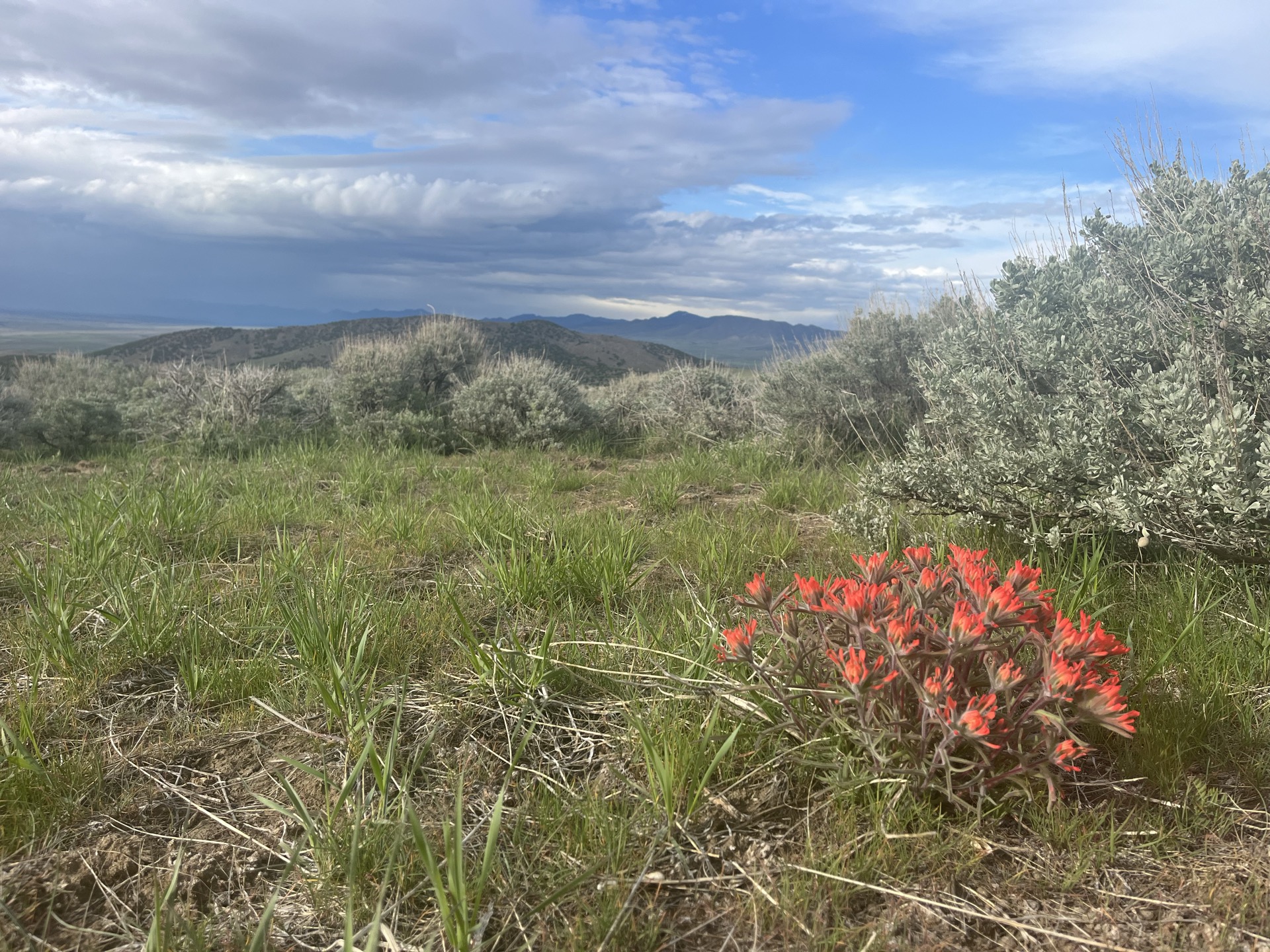 Indian Paintbrush in bloom on Circle 7 rangeland near Jericho, Utah